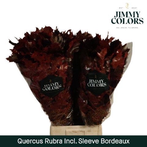 Quercus Rubra sleeve L80 Bordeaux