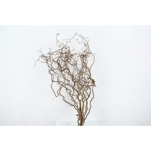 CORYL AV CONTORTA 2 JARIG 060CM
