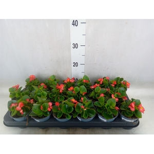Begonia semp.   ...