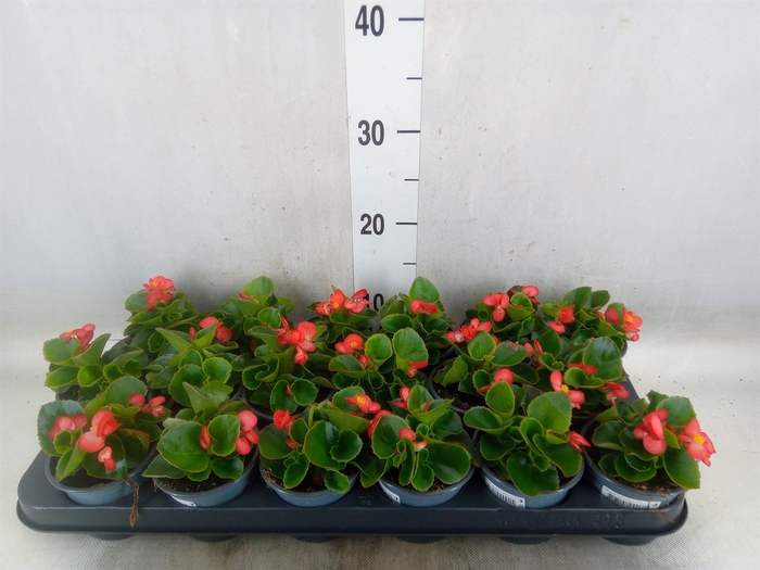 <h4>Begonia semp.   ...</h4>