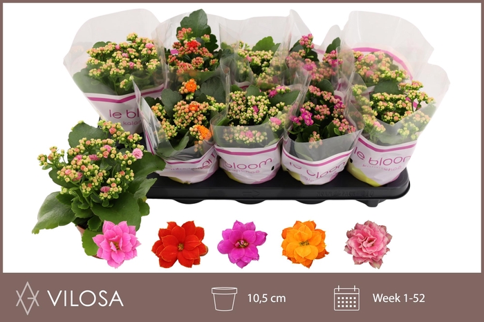 <h4>KAL GE GEM 5 KL</h4>