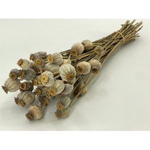 Dried Papaver Natural Bunch