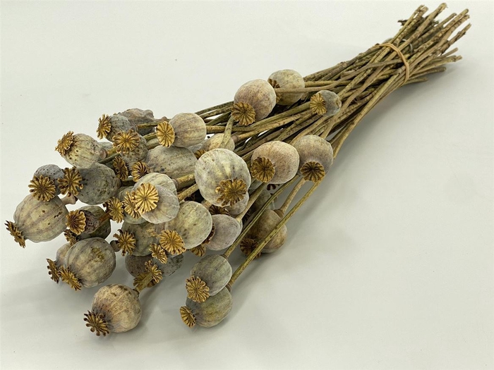 <h4>Dried Papaver Natural Bunch</h4>