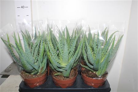<h4>Aloe Arborescens</h4>