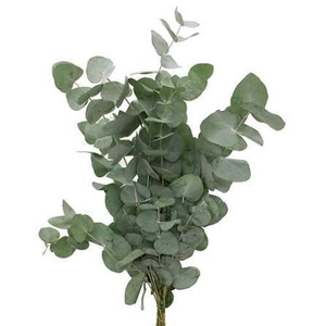 EUCALYPTUS CINEREA 300GR