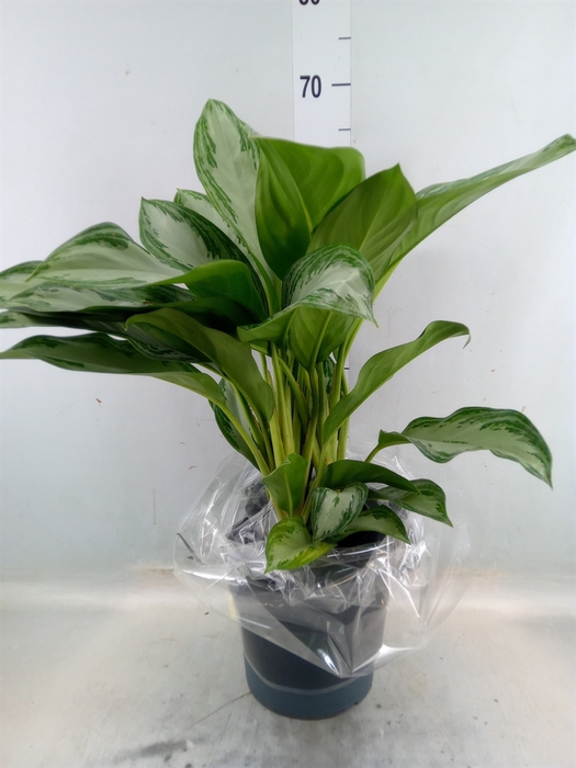 <h4>Aglaonema  'Silver Bay'</h4>