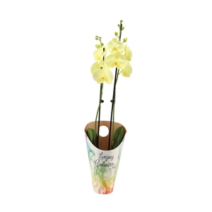 Enjoy Potcover Phal I Am Yellow 2T14+