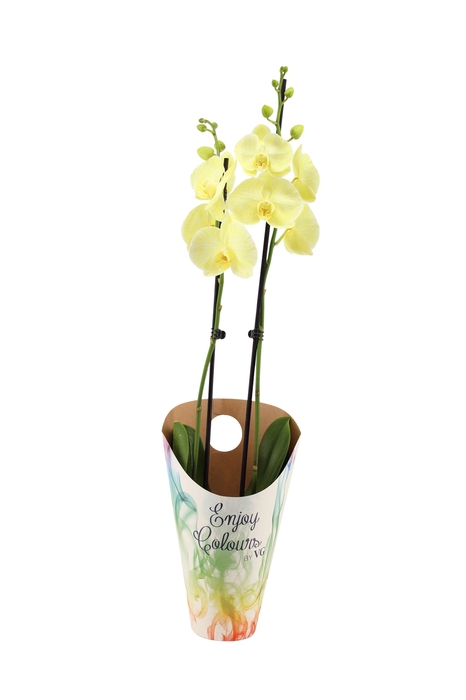 <h4>Enjoy Potcover Phal I Am Yellow 2T14+</h4>