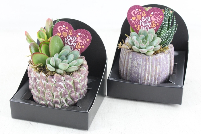 <h4>arr3 AD - Mother's day Keramiek x6</h4>