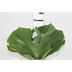 FOLHAGEM MONSTERA DELICIOSA 030 CM