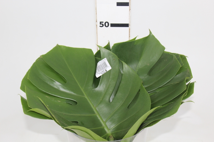<h4>FOLHAGEM MONSTERA DELICIOSA 030 CM</h4>