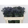Eryngium Blue Dynamite