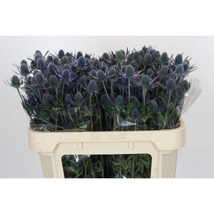 Eryngium Blue Dynamite