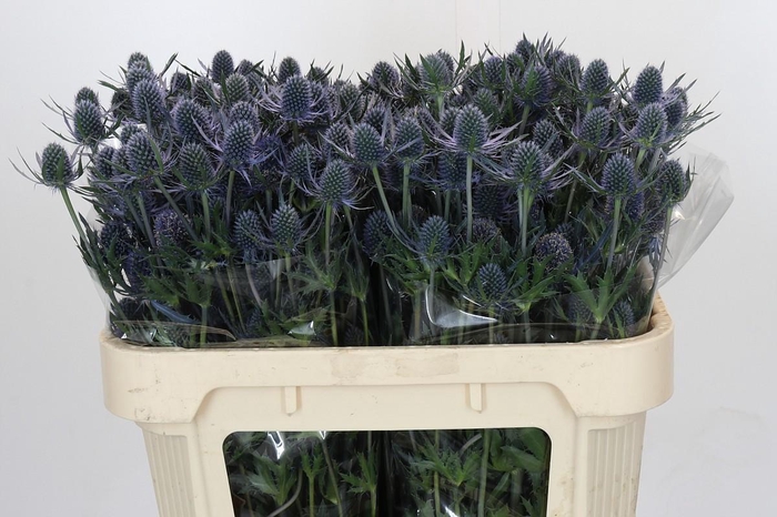 <h4>Eryngium Blue Dynamite</h4>