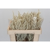 Amaranthus Yearming Desert
