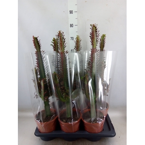 Euphorbia trigona 'Rubra'