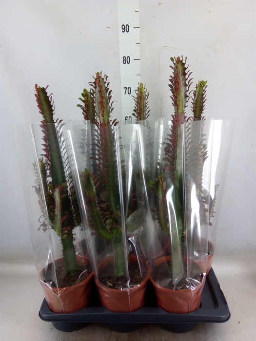 <h4>Euphorbia trigona 'Rubra'</h4>