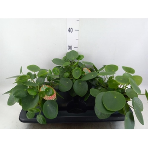 Pilea peperomioides
