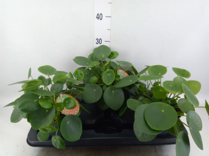 <h4>Pilea peperomioides</h4>