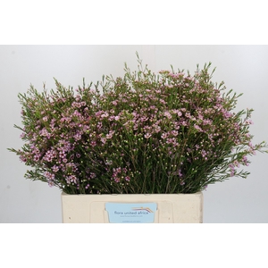 Chamelaucium Early Nir