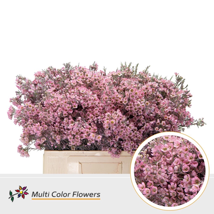 <h4>Wax Rose nieuw</h4>