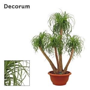 Beaucarnea vertakt 55 cm (Decorum)