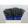 Eryngium Blue Dynamite