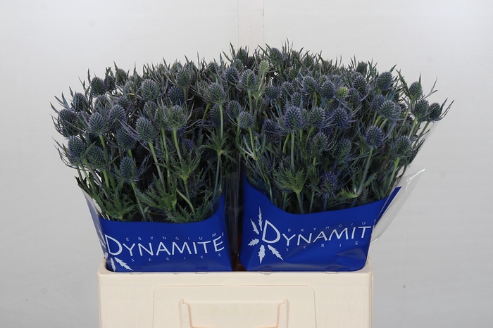 <h4>Eryngium Blue Dynamite</h4>