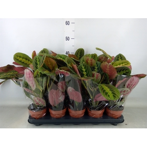 Maranta leuc. 'Fascinator'