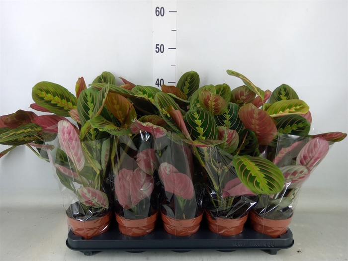<h4>Maranta leuc. 'Fascinator'</h4>