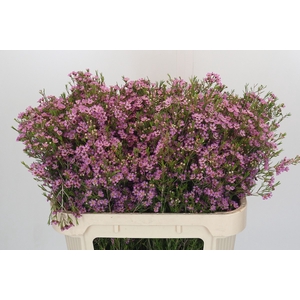 Chamelaucium Michal