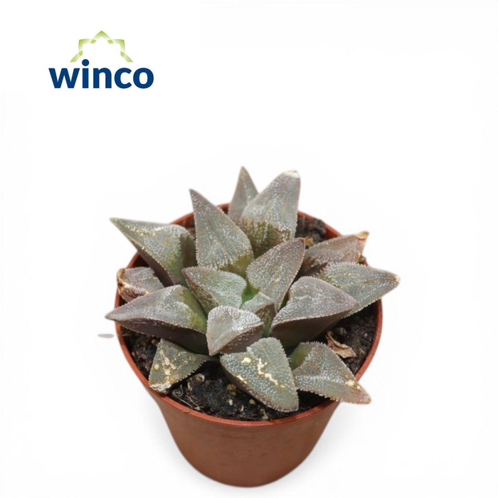 <h4>Haworthia Pygmaea</h4>