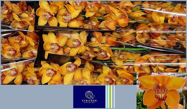 <h4>CYMB T ESTHER</h4>