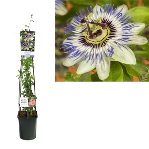 Passiflora caerulea +light label