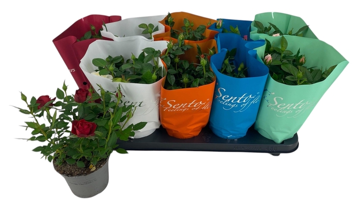 <h4>RO KORDANA GEM</h4>