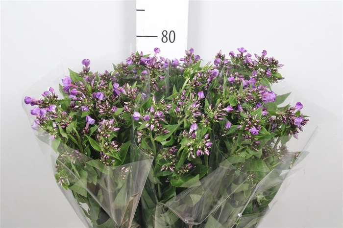 <h4>Phlox P Crissy</h4>
