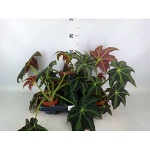 Begonia BD   ...