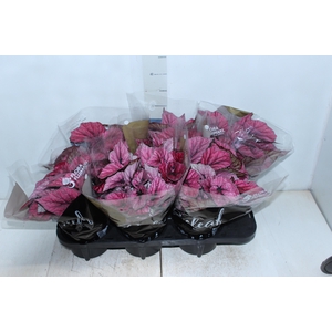 BEGONIA BELEAF INDIAN SUMMER P15 PO