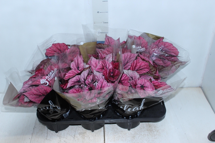 <h4>BEGONIA BELEAF INDIAN SUMMER P15 PO</h4>