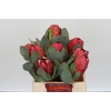 Protea Grandiceps
