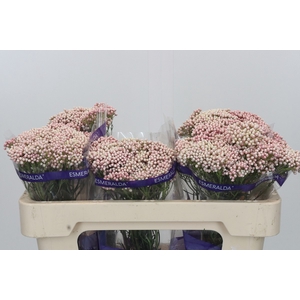 Ozothamnus Cooks Pink