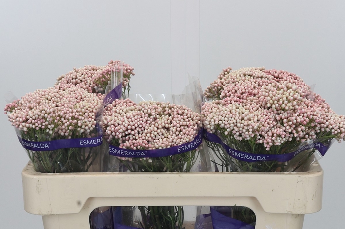Ozothamnus Cooks Pink