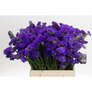 Limonium sinuatum Marina Violet