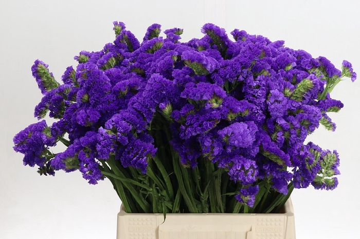 <h4>Limonium Marina Violet</h4>