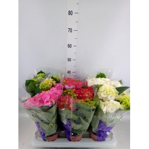 Hydrangea mac.   ...mix