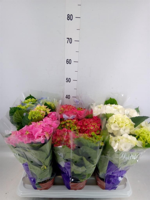 <h4>Hydrangea mac.   ...mix</h4>