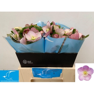 HELL OR QUEENS L PIN