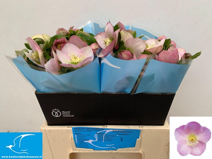 <h4>HELL OR QUEENS L PIN</h4>