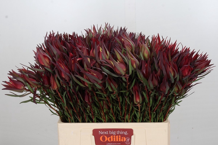 <h4>Leucadendron Fireglow Spray</h4>