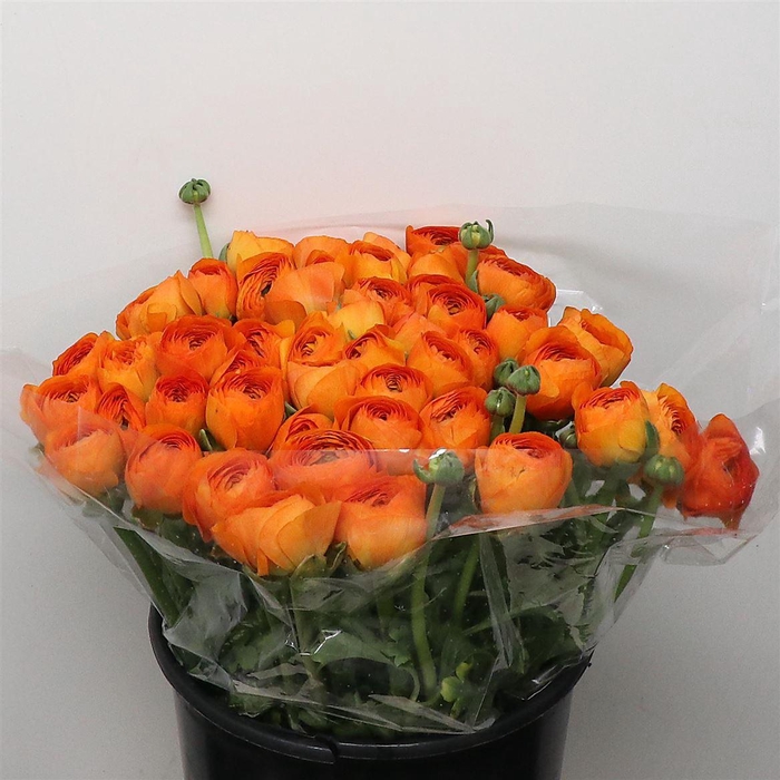 <h4>Ran Su Sr Lambada Orange I</h4>